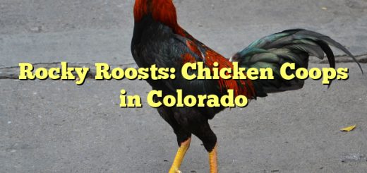 Rocky Roosts: Chicken Coops in Colorado 